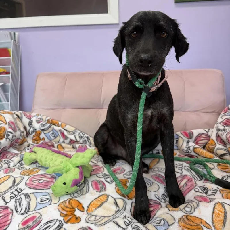 Domingo Hw+ thumbnail 2