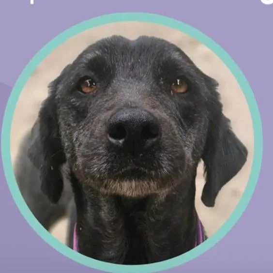 Domingo Hw+ thumbnail 3