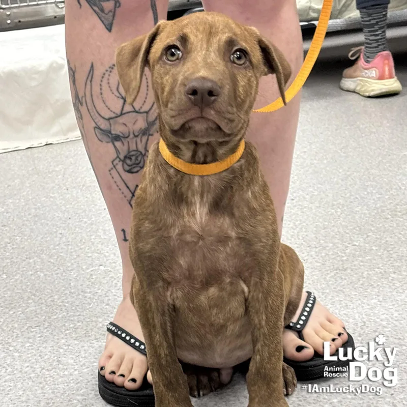 A baby large-sized male Shepherd dog named Ellis for adoption in Washington, DC