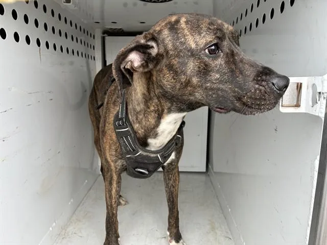 An adult medium-sized female Plott Hound dog named Dolores for adoption in Sacramento, CA