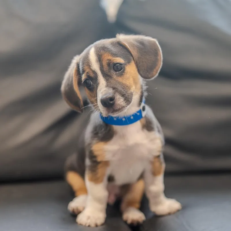 Max