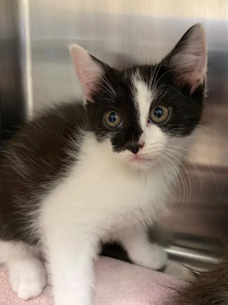 A baby medium-sized male Domestic Short Hair cat named Cosmo for adoption in Frankfort, KY