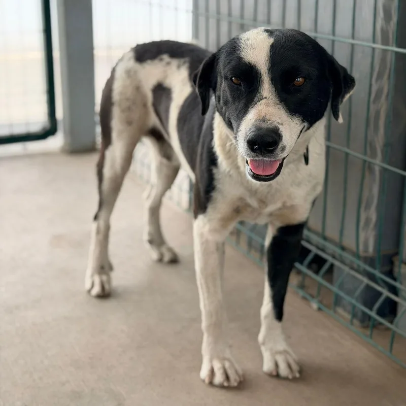 An adult medium-sized male Black Labrador Retriever dog named Lucky for adoption in Manvel, TX