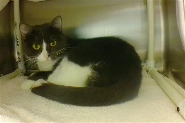A young medium-sized female Domestic Short Hair cat named Palmy for adoption in Omaha, NE