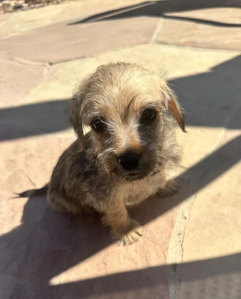 A baby small-sized female Gray / Blue / Silver Schnauzer dog named Alfred for adoption in TUCSON, AZ