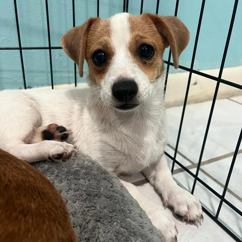 A baby small-sized female White / Cream Chihuahua dog named Jessie for adoption in Merritt Island, FL