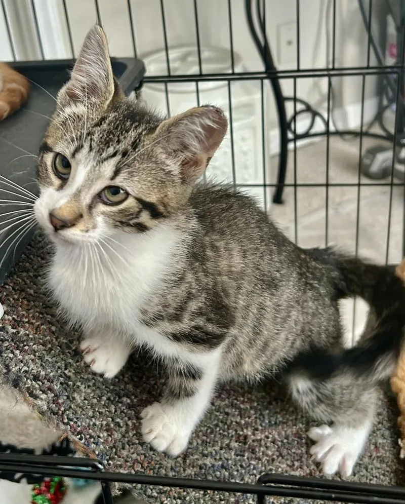Kona