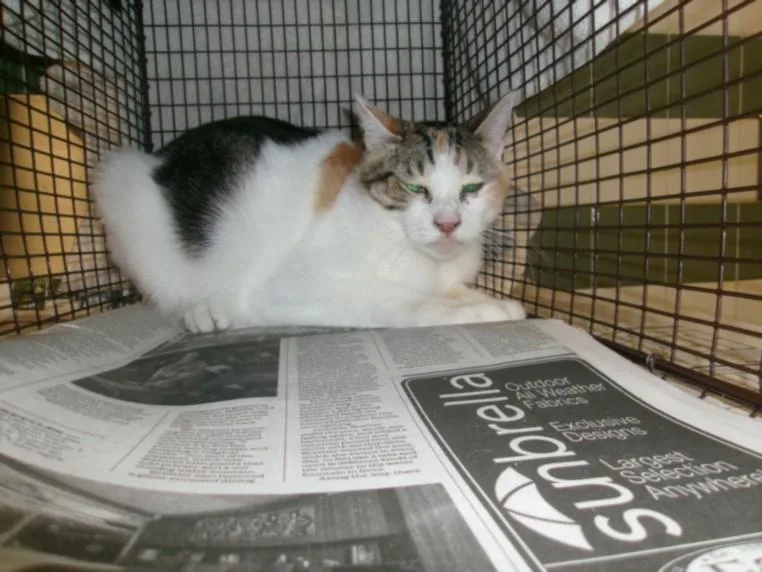 A young extra large-sized female Domestic Medium Hair cat named Hillary for adoption in Van Nuys, CA