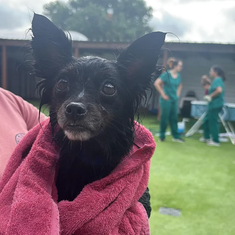 An adult small-sized female Black Chihuahua dog named Chesty for adoption in Tampa, FL