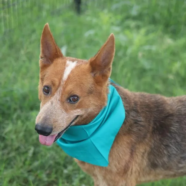 An adult medium-sized male Australian Cattle Dog / Blue Heeler dog named Wilson for adoption in San Antonio, TX