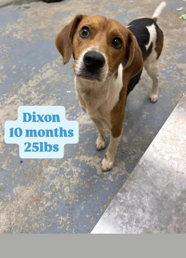 A baby medium-sized male Beagle dog named Dixon for adoption in Alden, NY
