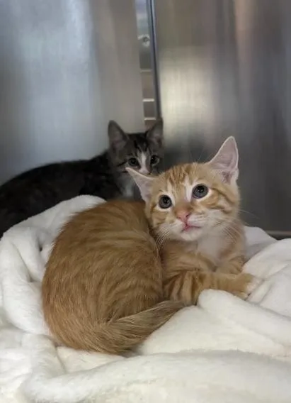 A baby medium-sized male Domestic Short Hair cat named Objection for adoption in Collierville, TN