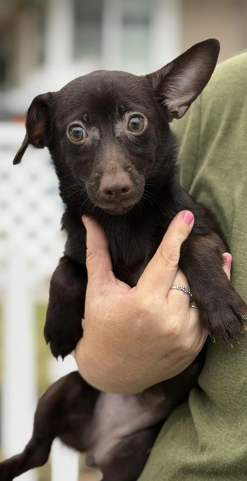A baby small-sized female Chihuahua dog named Ellie for adoption in Yuba City, CA