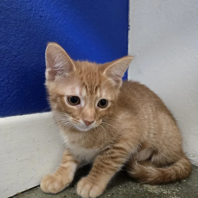 A baby small-sized female Orange / Red Domestic Short Hair cat named Penny for adoption in Los Angeles, CA