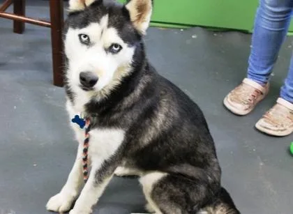 Laika