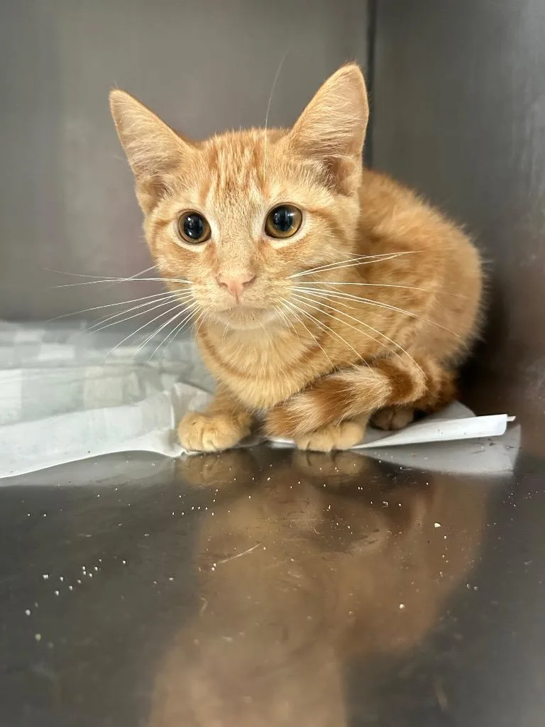 A baby medium-sized male Domestic Short Hair cat named Garfield for adoption in Morgantown, KY