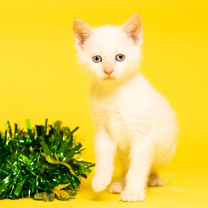 A baby small-sized male White Domestic Short Hair cat named Waddle's Donegal for adoption in Chantilly, VA