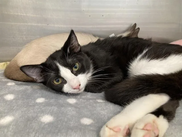 A baby small-sized female Domestic Short Hair cat named Anadama for adoption in Tustin, CA