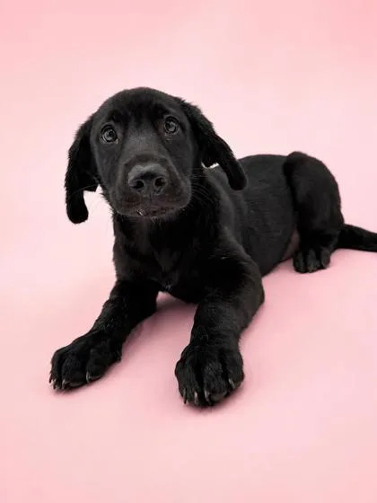 A baby medium-sized female Labrador Retriever dog named Jane for adoption in Bowling Green, KY