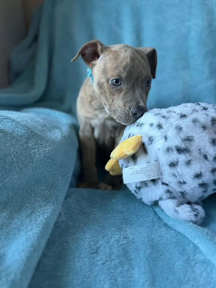 Tater Tot thumbnail 5