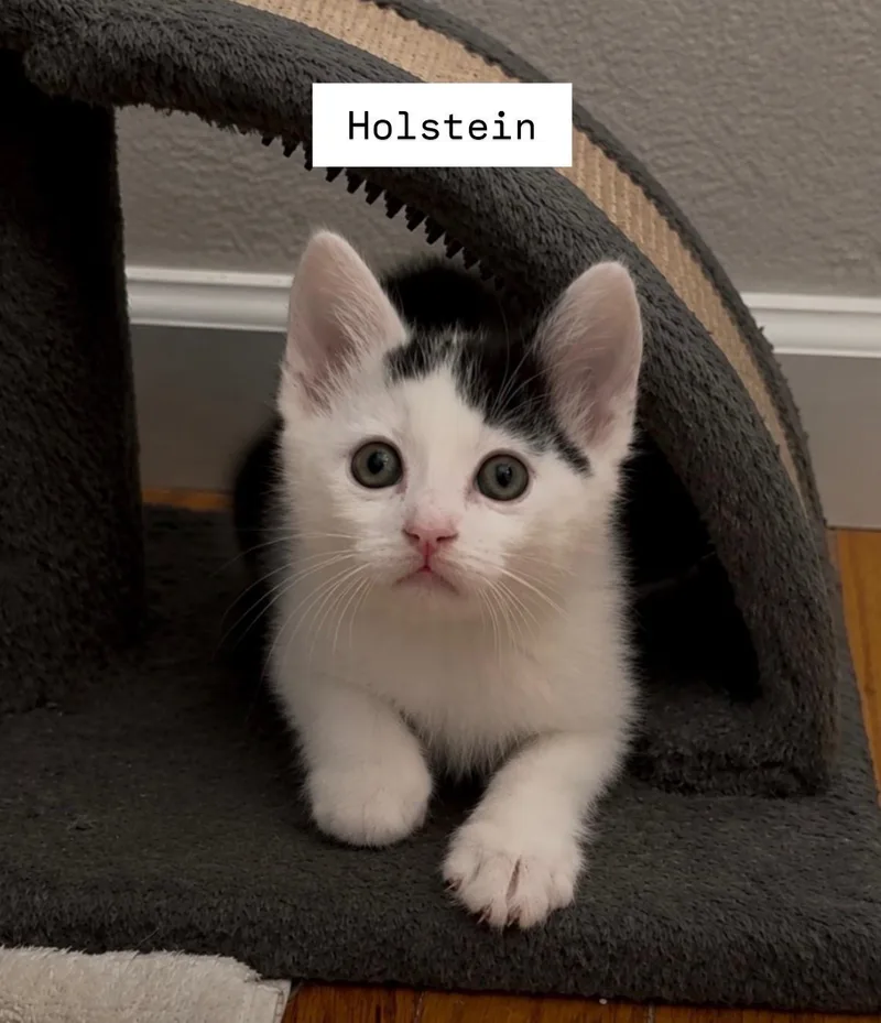 Holstein thumbnail 2
