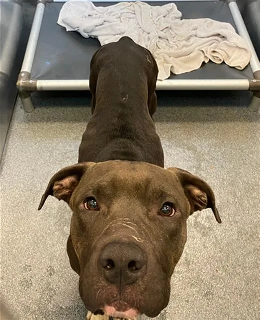 An adult large-sized male Mixed Breed dog named Summer for adoption in Dallas, TX