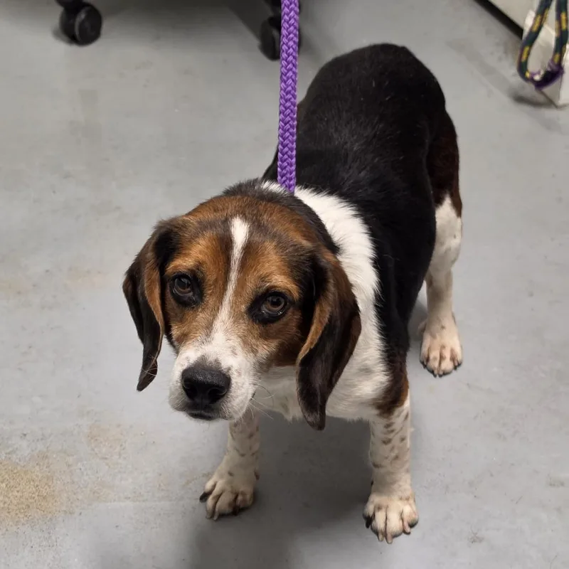 An adult small-sized male Brown / Chocolate Mixed Breed dog named Benson for adoption in Troy, IL