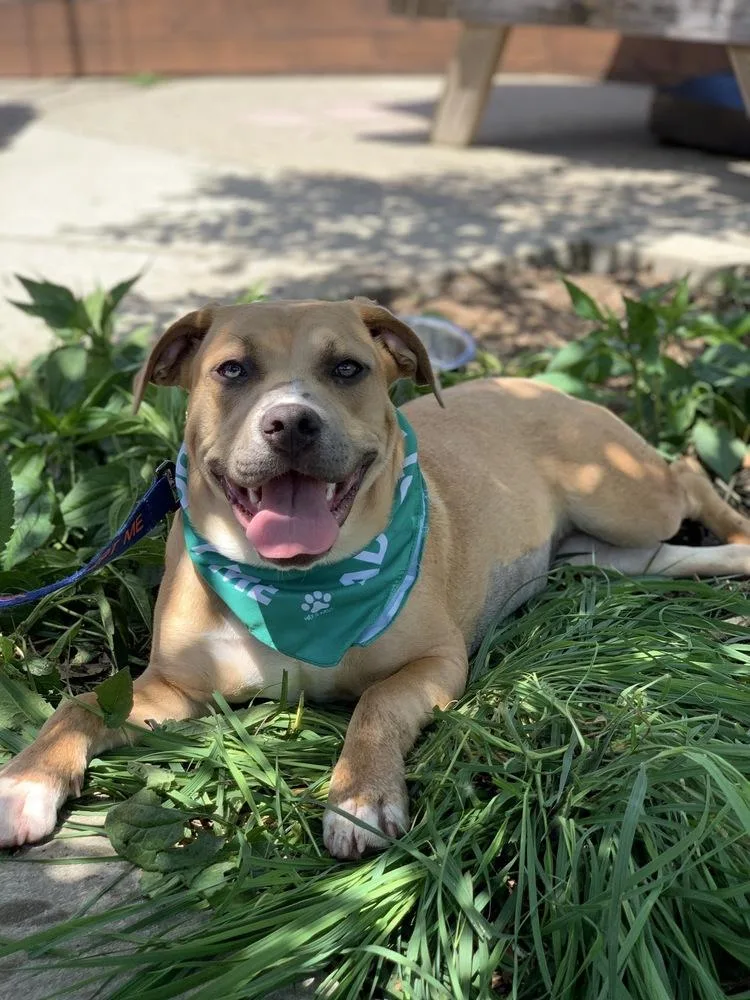 A young medium-sized female Brown / Chocolate Labrador Retriever dog named Scribbles for adoption in Grand Rapids, MI