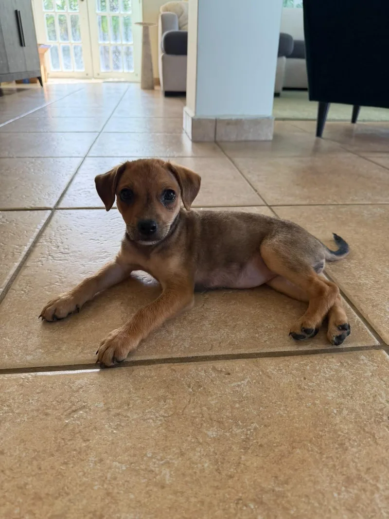 BONBON  perfect puppy thumbnail 2