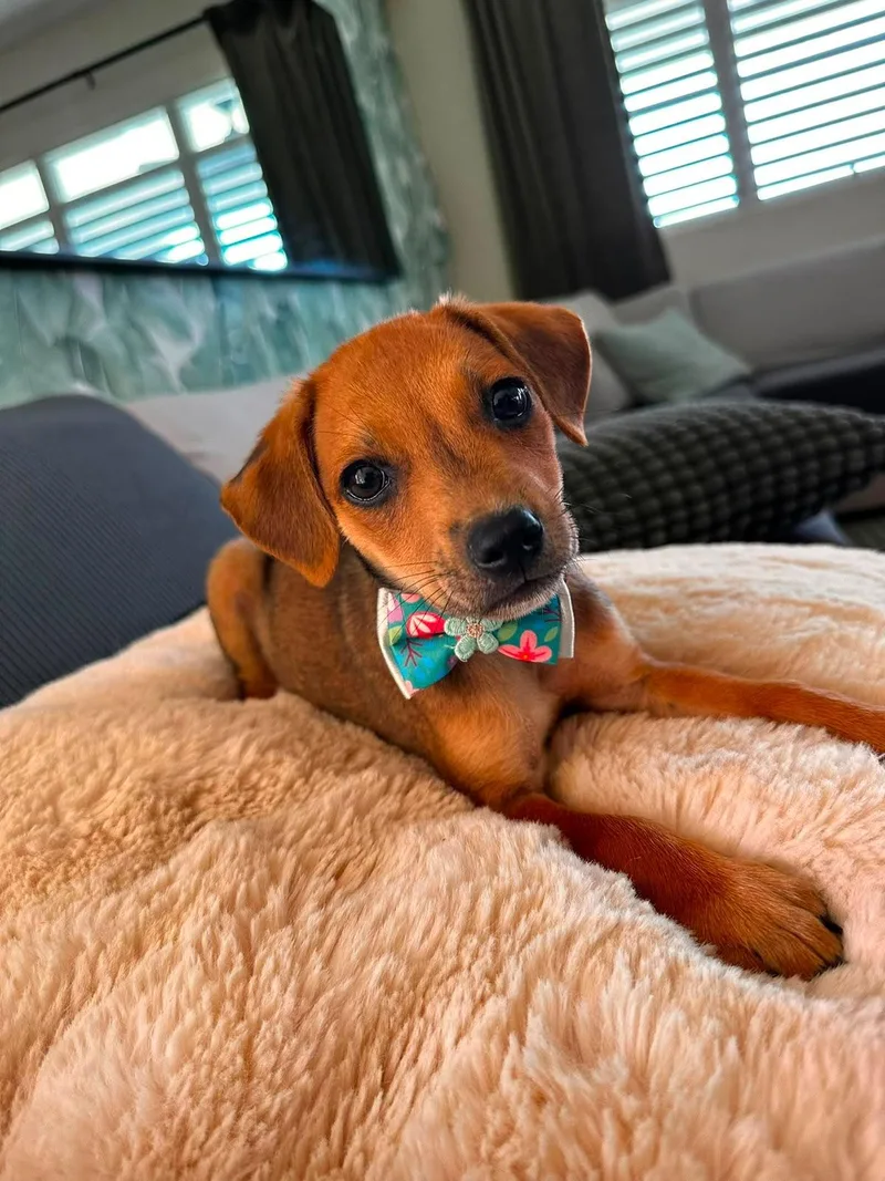 BONBON  perfect puppy thumbnail 3