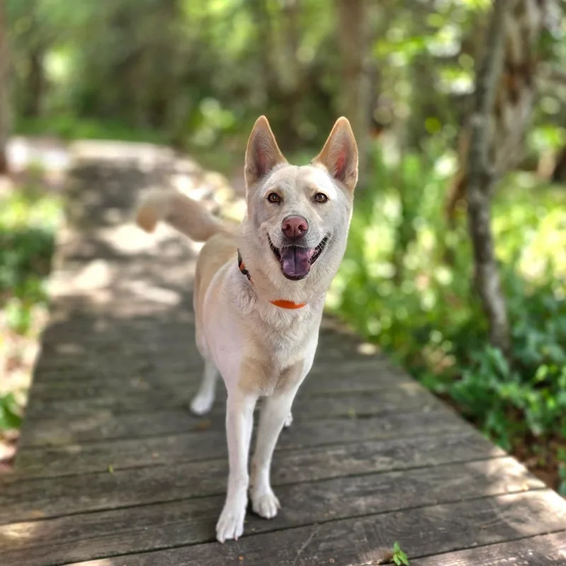 An adult large-sized female White / Cream Husky dog named Ivy for adoption in Port Charlotte, FL