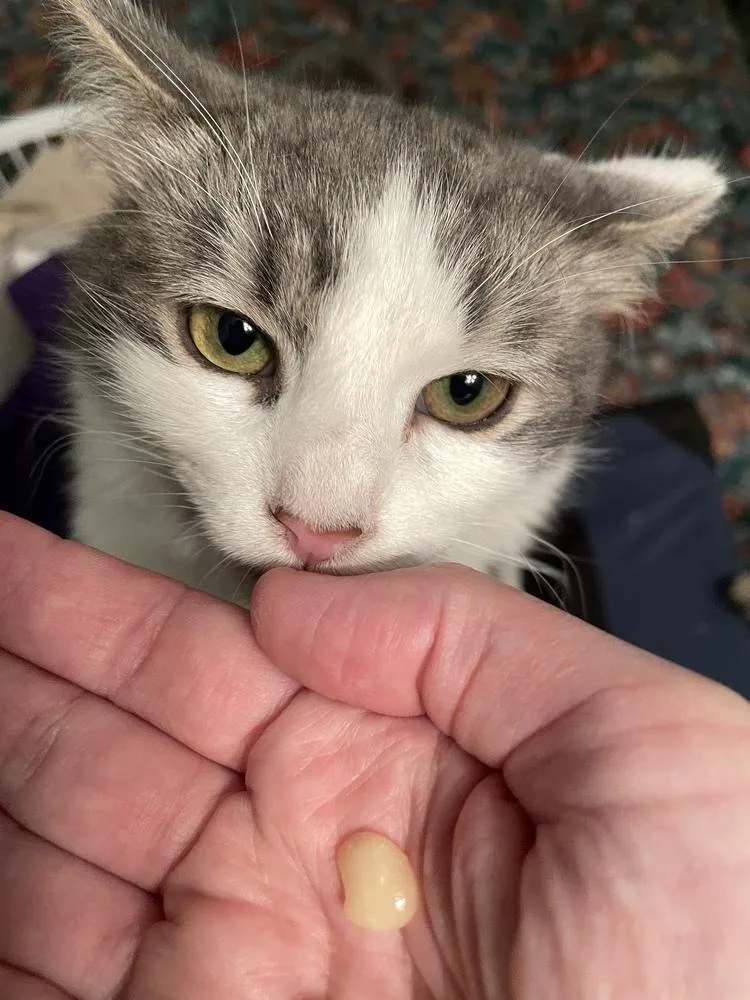 Nutter Butter thumbnail 2