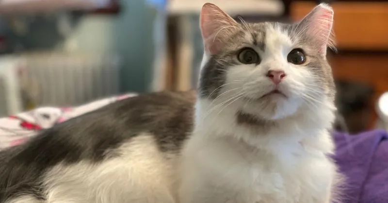 Nutter Butter thumbnail 3