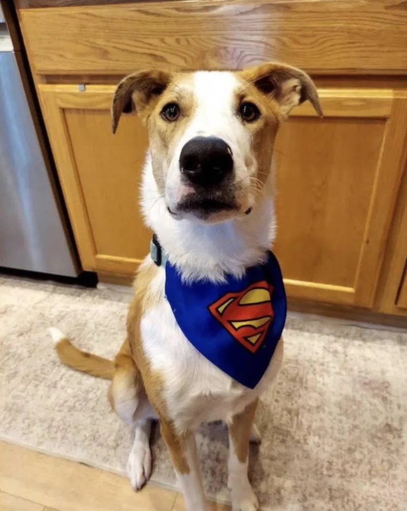 Krypto