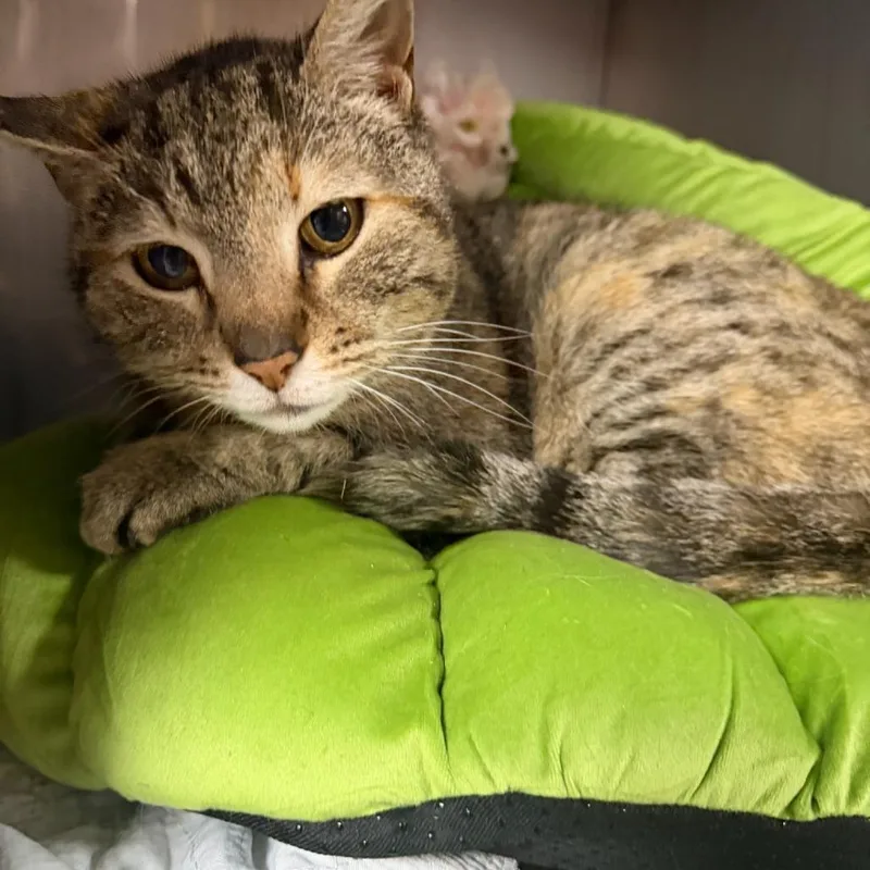 An adult medium-sized female Calico Domestic Short Hair cat named Tilly for adoption in New York, NY