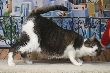 An adult medium-sized male Domestic Short Hair cat named Jelly for adoption in West Chester, PA