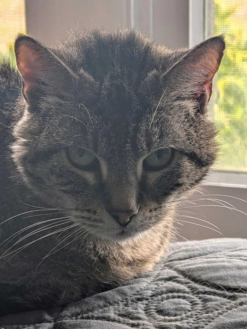 Kelly Green thumbnail 2