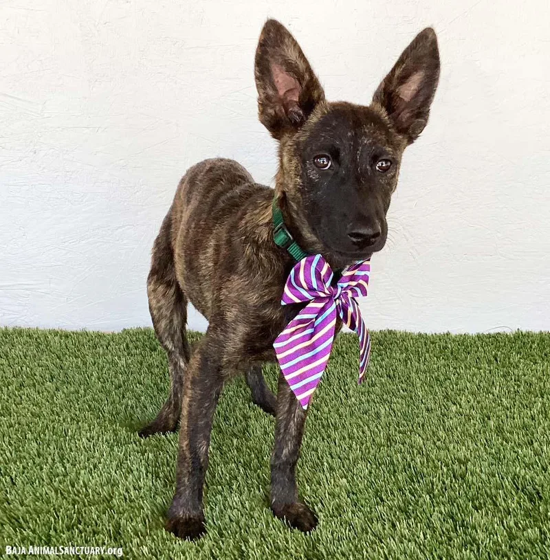 A baby medium-sized female Brindle Dutch Shepherd dog named Brynn for adoption in San Diego, CA