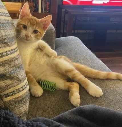 A baby medium-sized male Orange & White American Shorthair cat named Chapulin for adoption in Schertz, TX