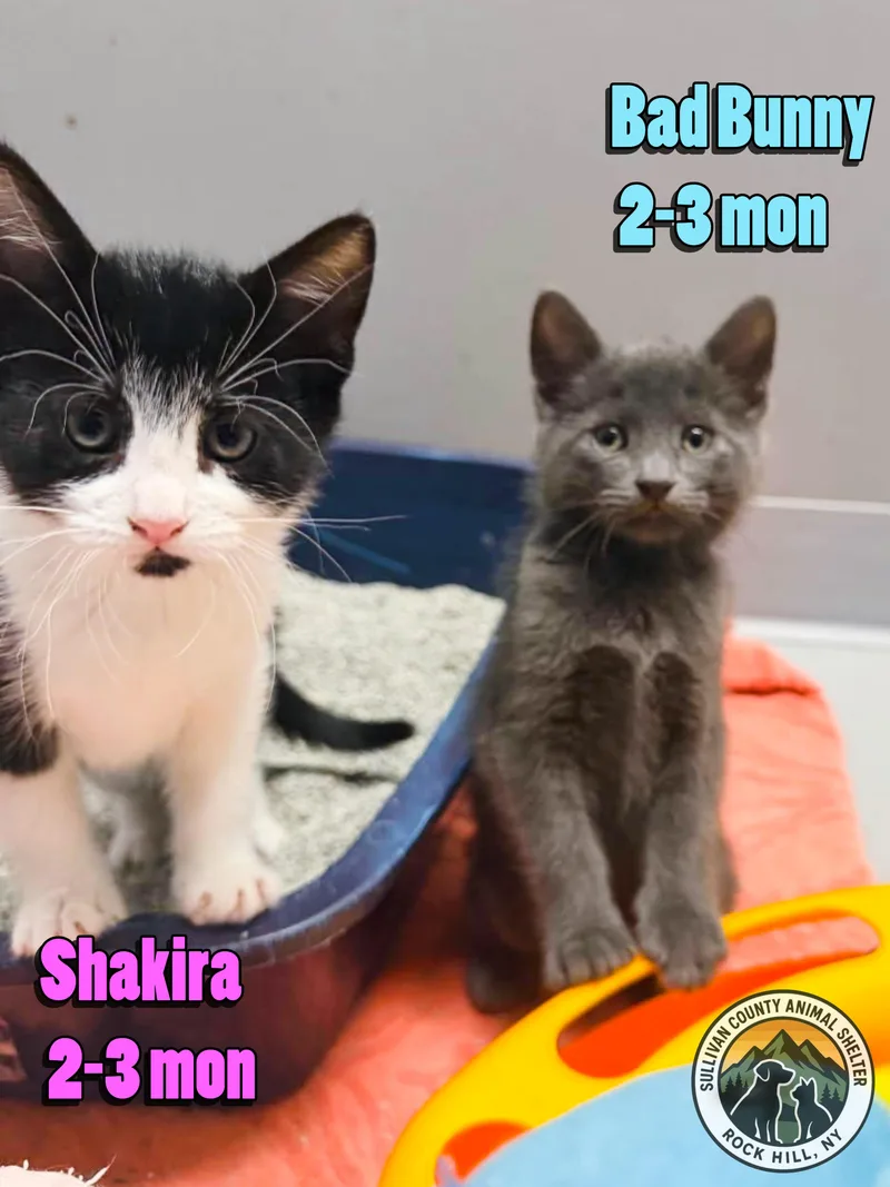 A baby medium-sized female Domestic Short Hair cat named Shakira for adoption in Rock Hill, NY