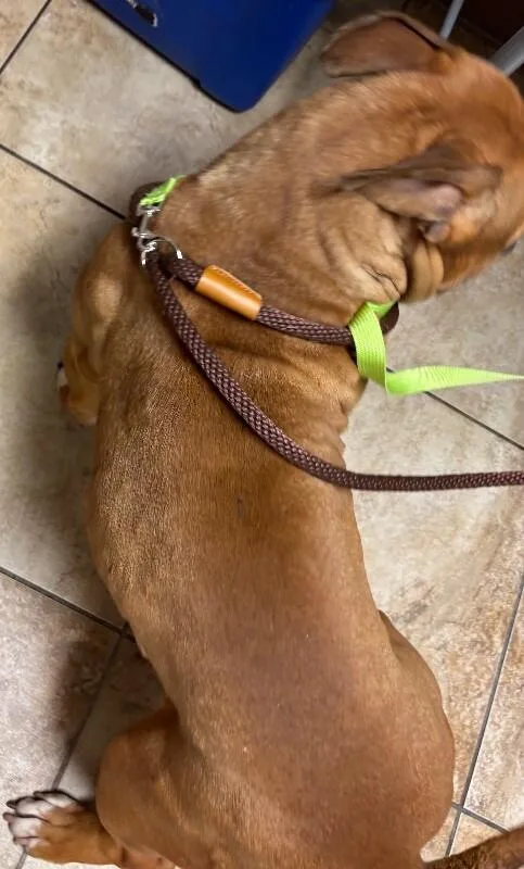 An adult medium-sized male Brown / Chocolate Mixed Breed dog named Moose for adoption in Cincinnati, OH