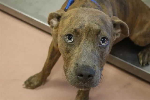 A young medium-sized female Mixed Breed dog named Sterling for adoption in Columbia, SC