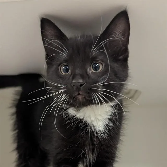 A baby small-sized female Domestic Short Hair cat named Honey for adoption in Olivette, MO