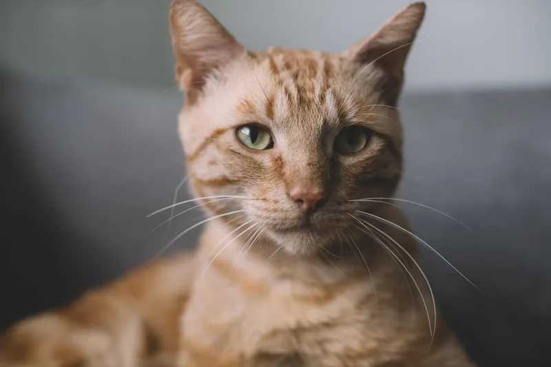 An adult medium-sized male Orange & White Domestic Short Hair cat named Jonesy for adoption in Denver, CO
