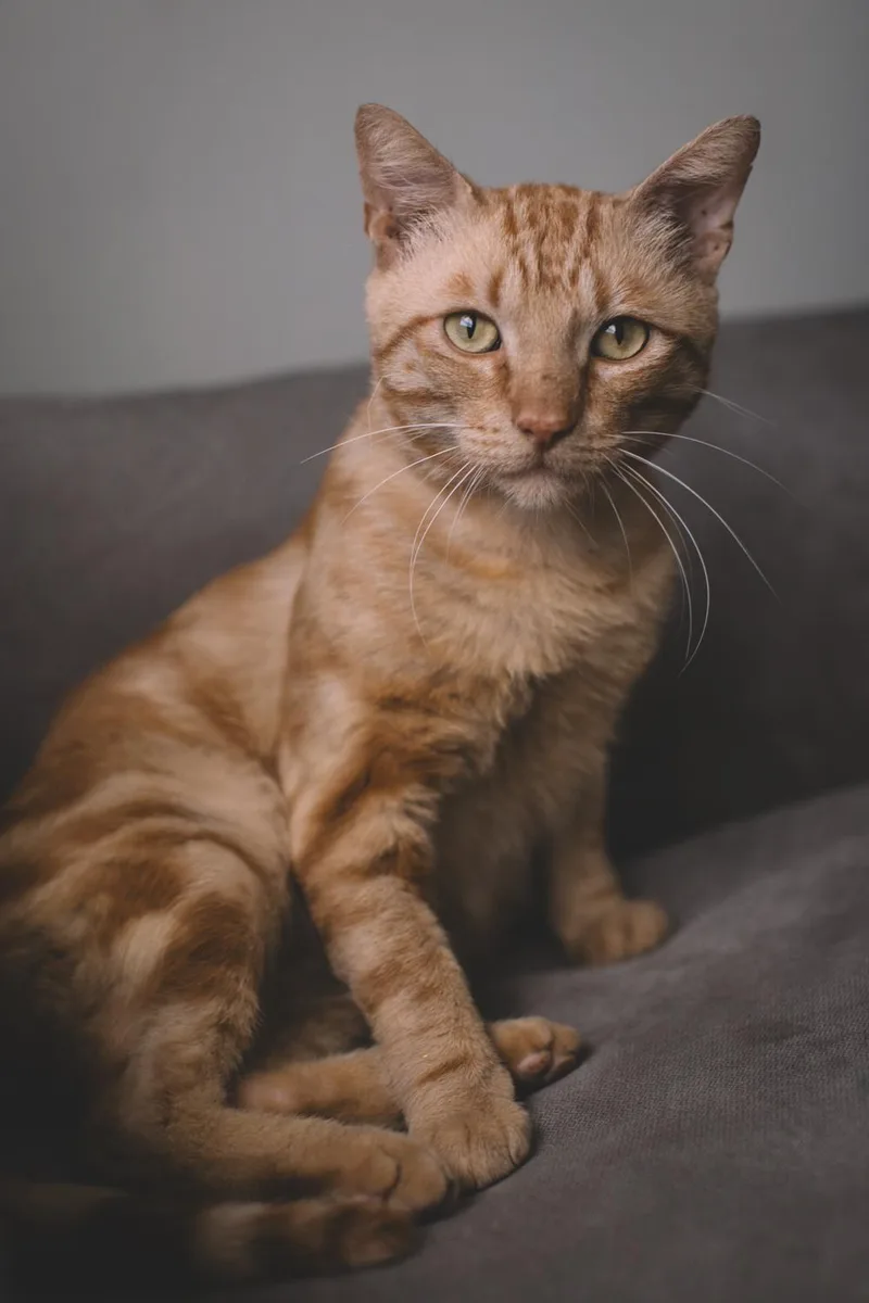 Jonesy thumbnail 3