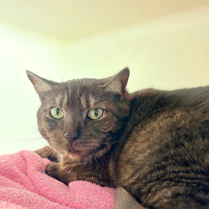 An adult large-sized female Gray / Blue / Silver Domestic Short Hair cat named Pepper for adoption in Harrisonburg, VA