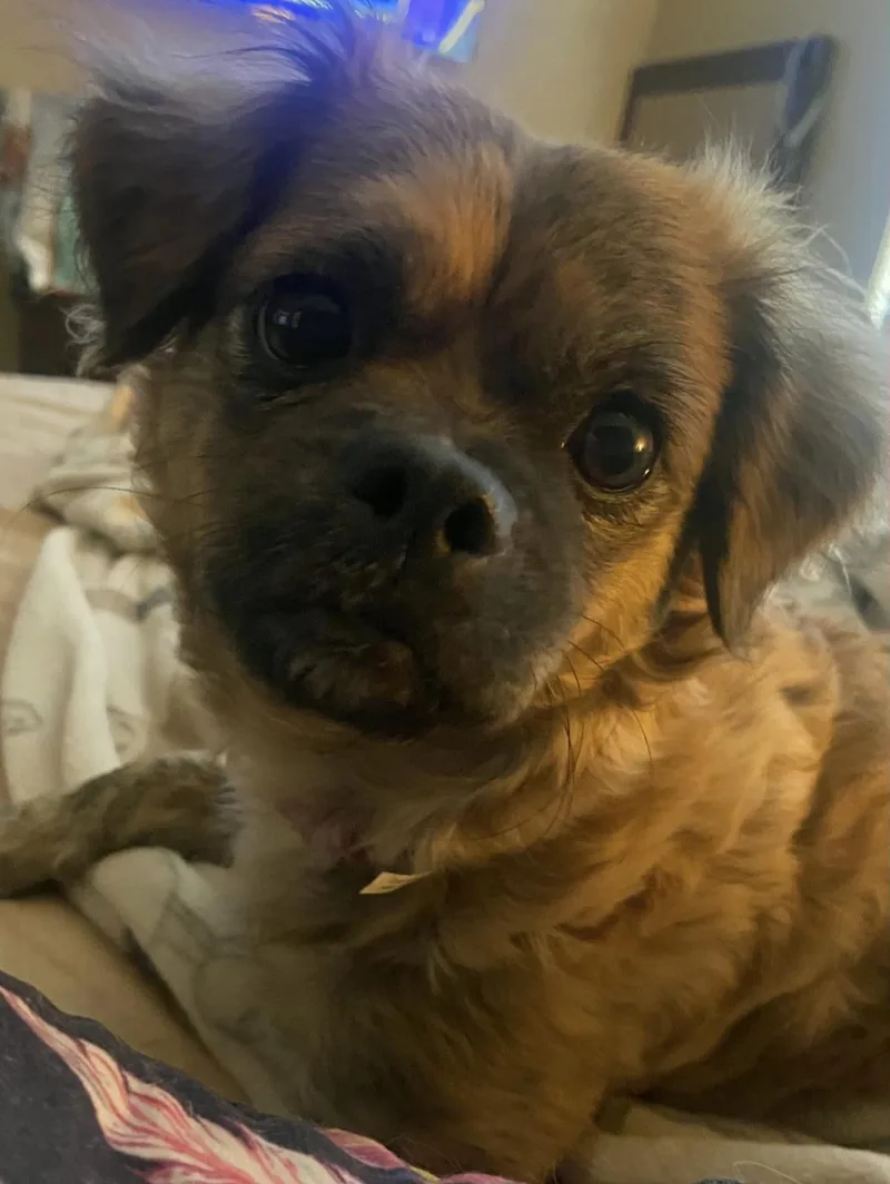 An adult small-sized female Brown / Chocolate Pekingese dog named Cinnamon for adoption in Lancaster, CA