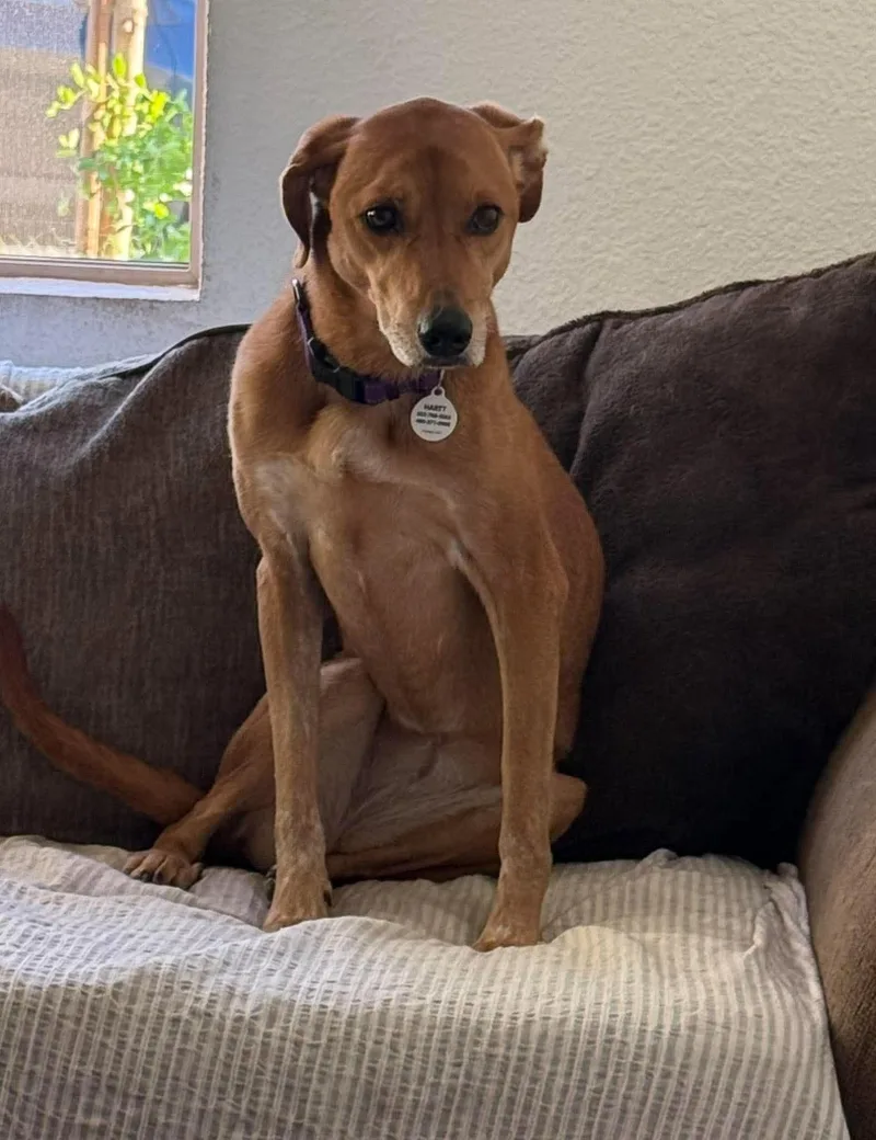 A senior medium-sized female Labrador Retriever dog named Rosalina for adoption in Phoenix, AZ