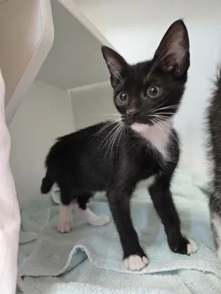 Oreo