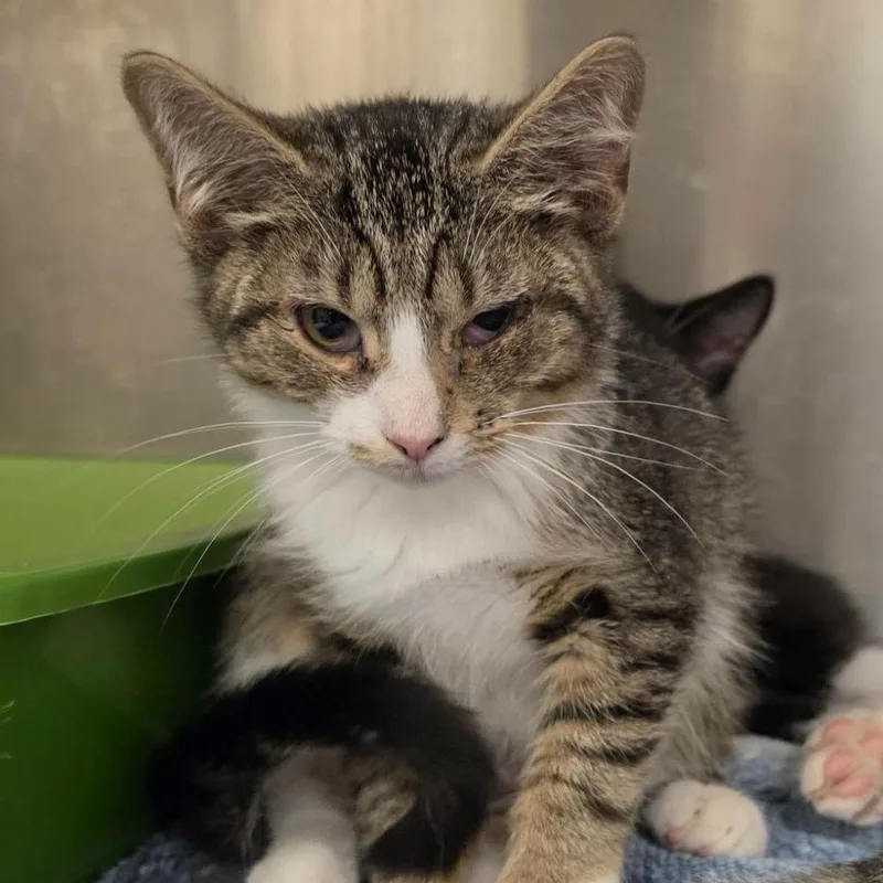 A baby small-sized female Brown / Chocolate Domestic Short Hair cat named Korra for adoption in Waynesboro, PA